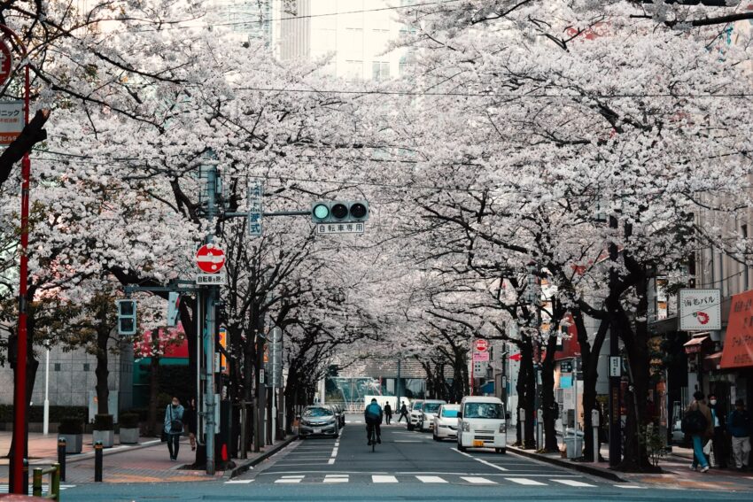Japan Travel Guide