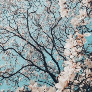 Japan 7 Days Itinerary