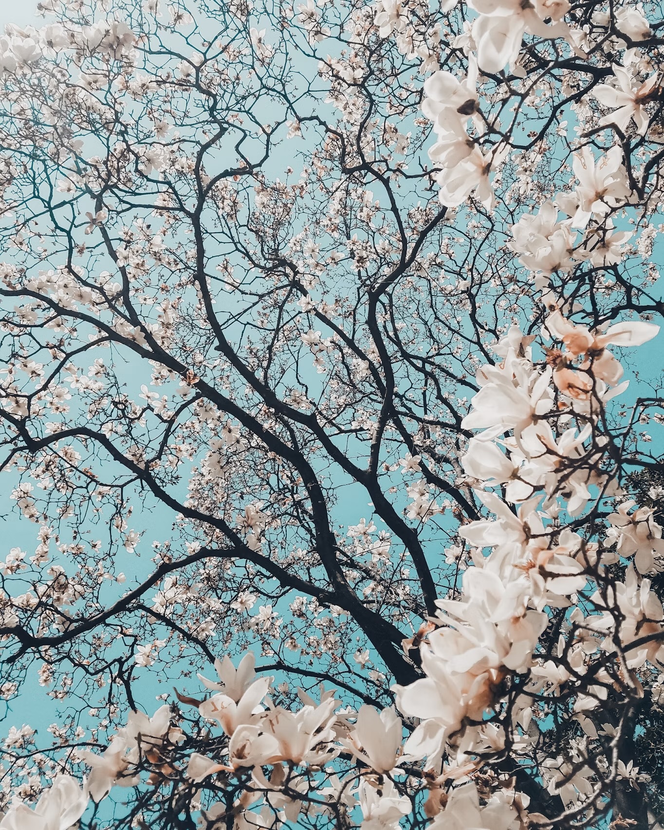 Japan 7 Days Itinerary